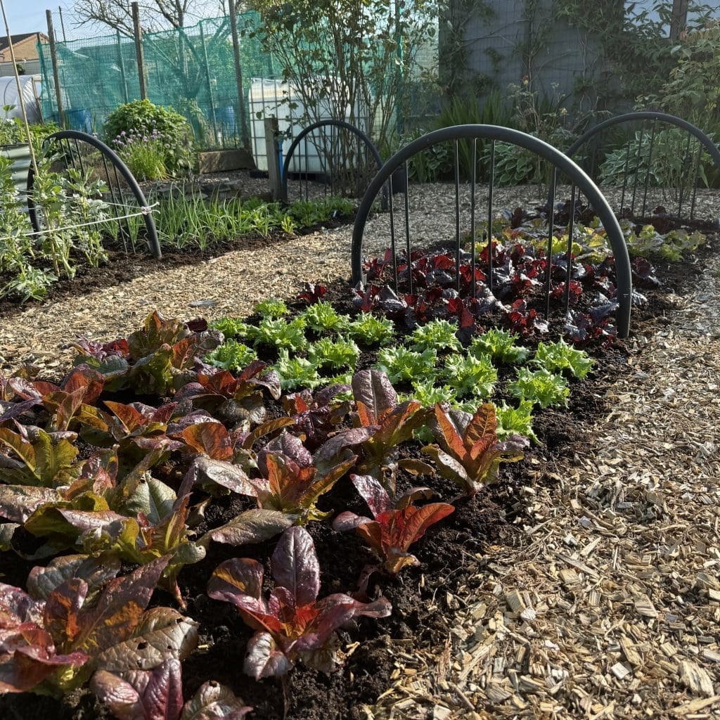 A lush mixed bed of red and green lettuce varieties at Tony O'Neill's allotment garden in South Wales, with repurposed steel fire station bed headboards positioned as netting supports along the bed, wood chip paths, and further growing beds and polytunnel visible behind