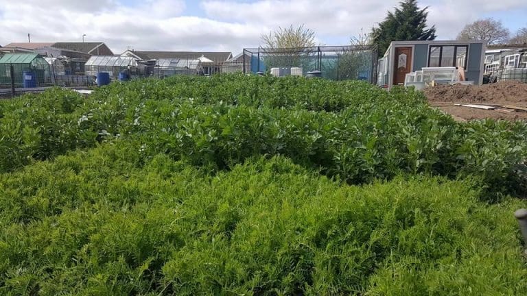 A dense mass of hairy vetch and field beans grown as green manure across multiple beds at Tony O'Neill's allotment garden in South Wales in late winter, with the greenhouse, polytunnel, growing structures, and neighbouring properties visible across the plot behind
