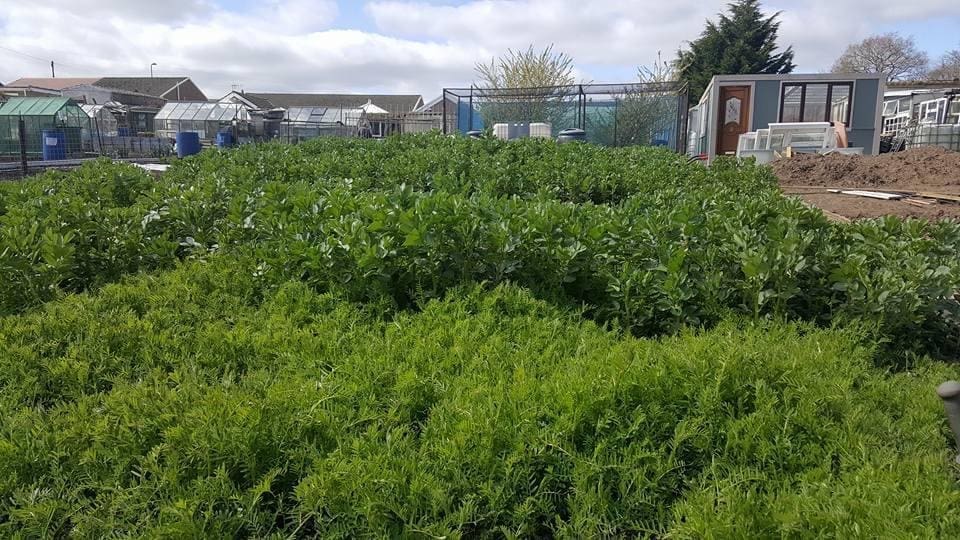 A dense mass of hairy vetch and field beans grown as green manure across multiple beds at Tony O'Neill's allotment garden in South Wales in late winter, with the greenhouse, polytunnel, growing structures, and neighbouring properties visible across the plot behind