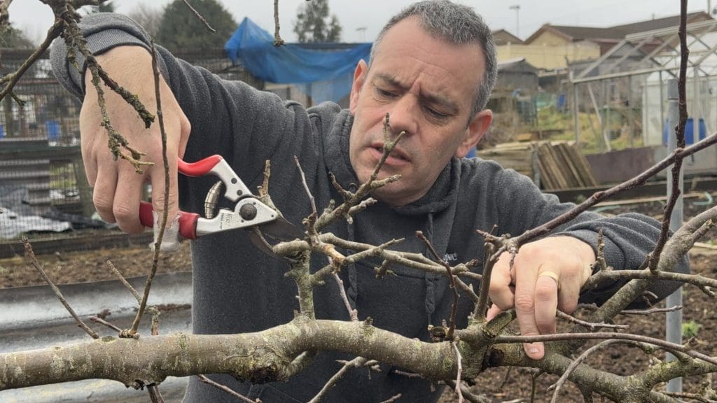 Tony O'Neill concentrating while pruning espalier fruit trees for fruiting spurs at his South Wales allotment