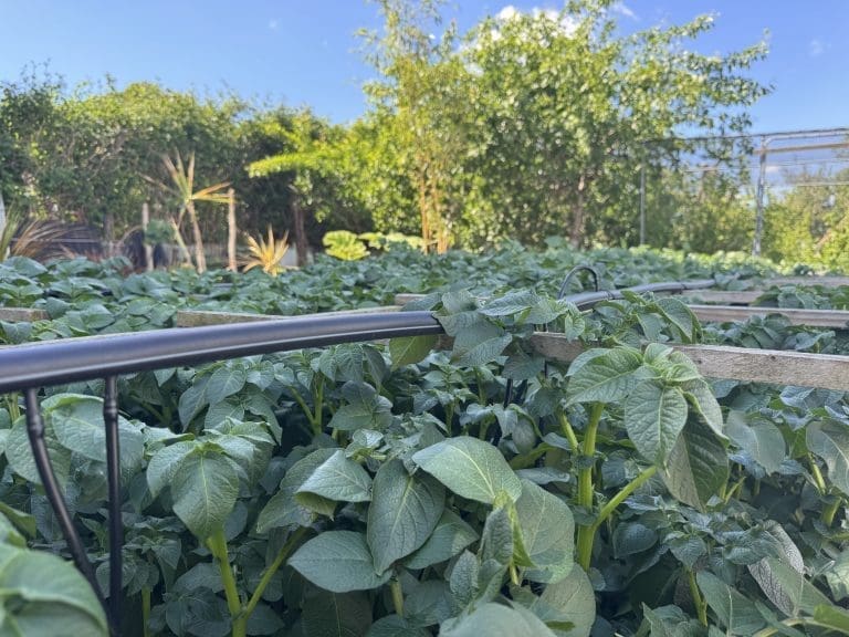 Low-down shot looking across lush potato plants growing through a container support system with a drip watering line at Tony O'Neill's allotment garden in South Wales, with raised beds and trees visible in the background