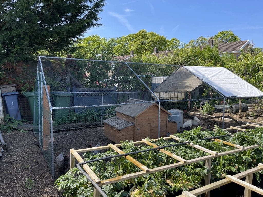 Wooden potato support frame filled with lush potato plants in the foreground of Tony O'Neill's allotment garden in South Wales, with a large chicken run, wooden hen house, greenhouse structure, and surrounding trees visible in the background on a sunny day