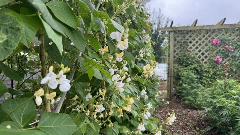 Close-up of Moonlight variety runner bean plants in full flower with white and cream blooms climbing a wooden trellis at Tony O'Neill's allotment garden in South Wales, with pink roses and further garden beds visible in the background