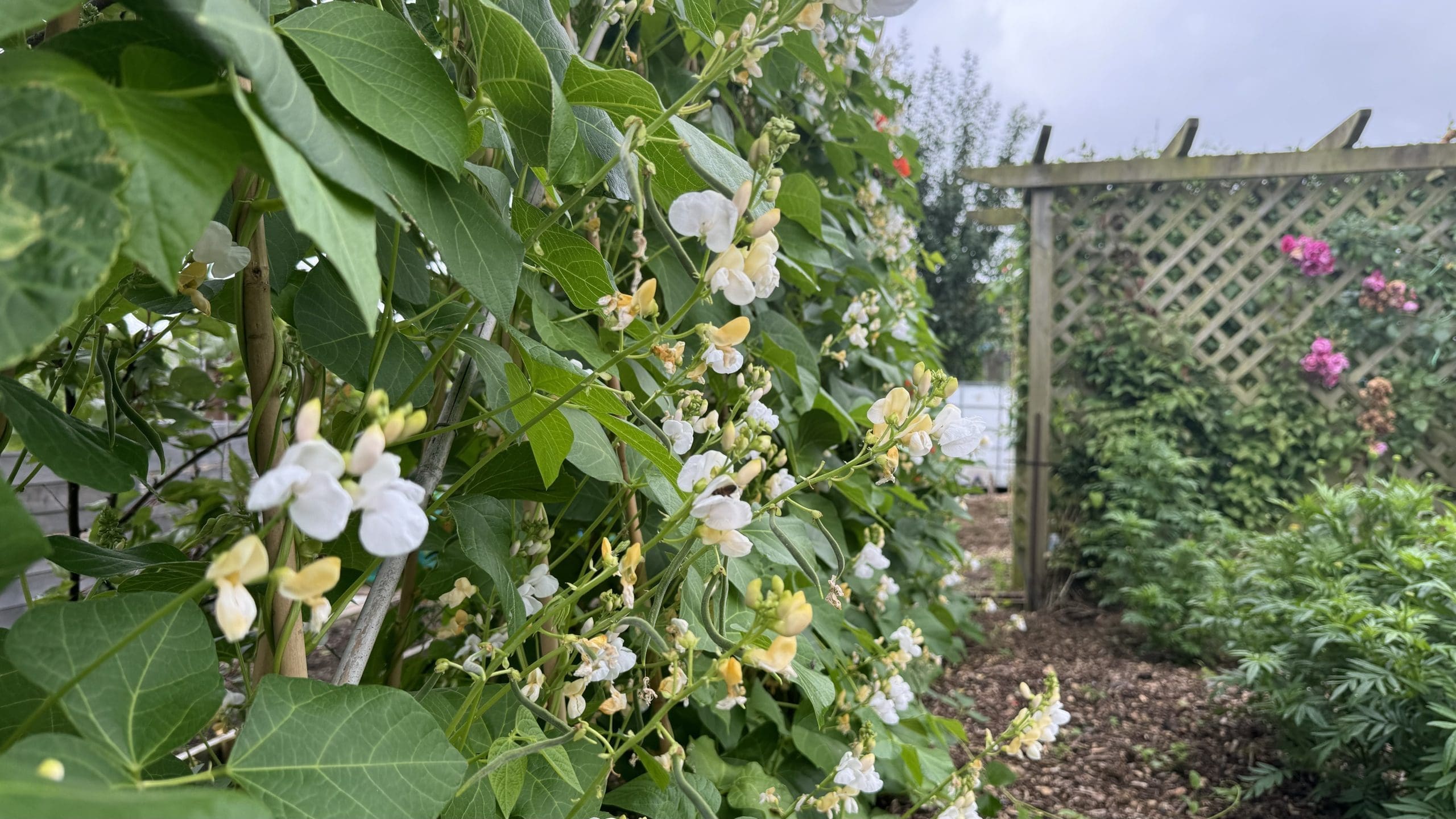 Close-up of Moonlight variety runner bean plants in full flower with white and cream blooms climbing a wooden trellis at Tony O'Neill's allotment garden in South Wales, with pink roses and further garden beds visible in the background