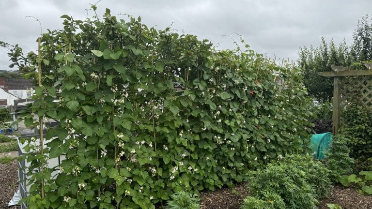 A dense row of runner bean plants covered in white flowers with a single red flower visible among them, growing tall in Tony O'Neill's allotment garden in South Wales, with a wooden trellis structure and neighbouring gardens visible behind