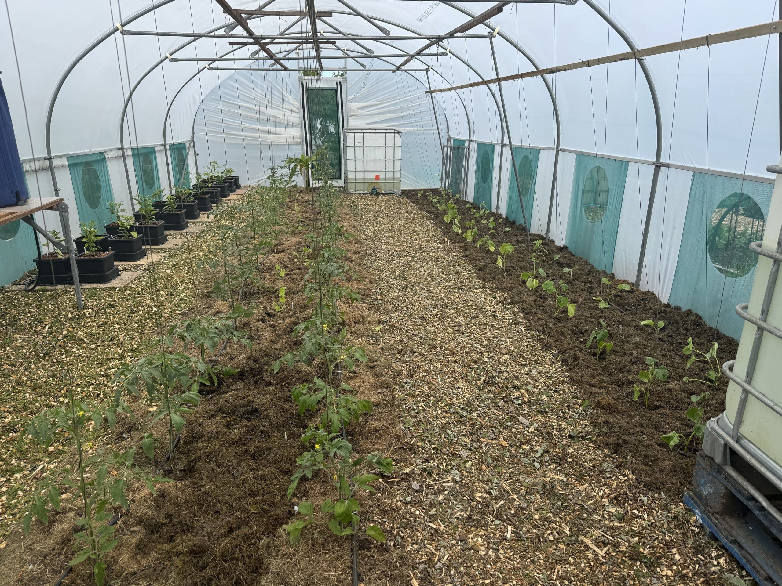 Tony O'Neill's polytunnel interior showing tomato plants and cucumbers growing in rich composted soil beds with wood chip pathways, demonstrating how a polytunnel extends the growing season for UK vegetable gardeners