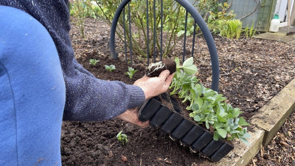 Close-up of Tony O'Neill's hands transplanting module-grown broad bean seedlings from a black cell tray into a timber-edged inground growing bed at his allotment garden in South Wales, with metal hoop supports and further garden beds visible in the background