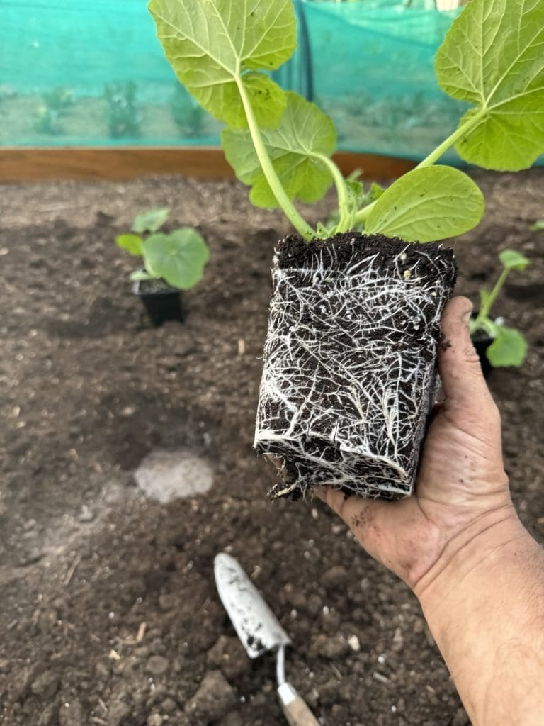 Tony O'Neill holding a squash plant turned out of its pot before planting, showing a dense and well-developed white root system wrapped tightly around the root ball, with the growing bed, a hand trowel, and the polytunnel visible in the background at his allotment in South Wales