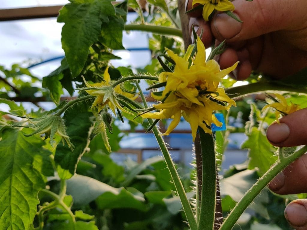 A rare tomato mega-bloom — a large cluster of multiple tomato flowers fused together on a single truss — growing in Tony O'Neill's homemade polytunnel in South Wales