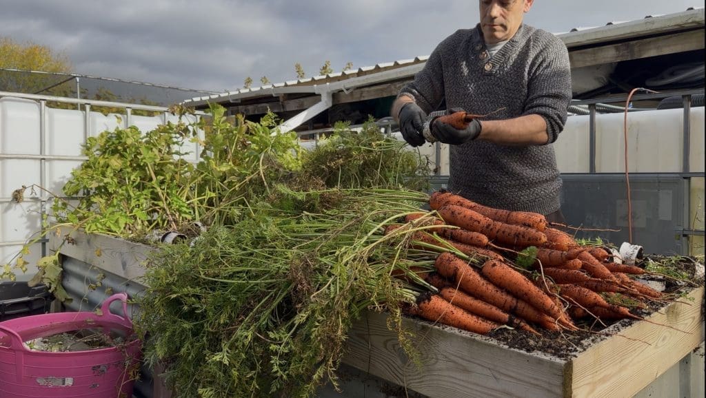 Tony O'Neill harvesting a large crop of freshly pulled carrots from a raised timber bed at his South Wales allotment, with a polytunnel visible in the background
