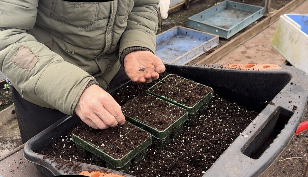 Tony O'Neill sowing seeds into small 3 by 6 cell module trays arranged in a propagation tray inside his self-built polytunnel in South Wales, wearing a winter jacket while working at the potting bench in cold early season conditions