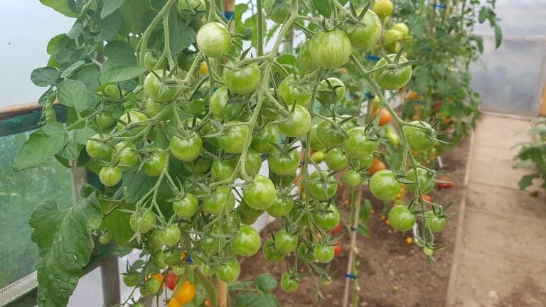 Large truss of unripe green cherry tomatoes growing in Tony O'Neill's homemade polytunnel in South Wales, with rows of tomato plants at various ripening stages visible in the background