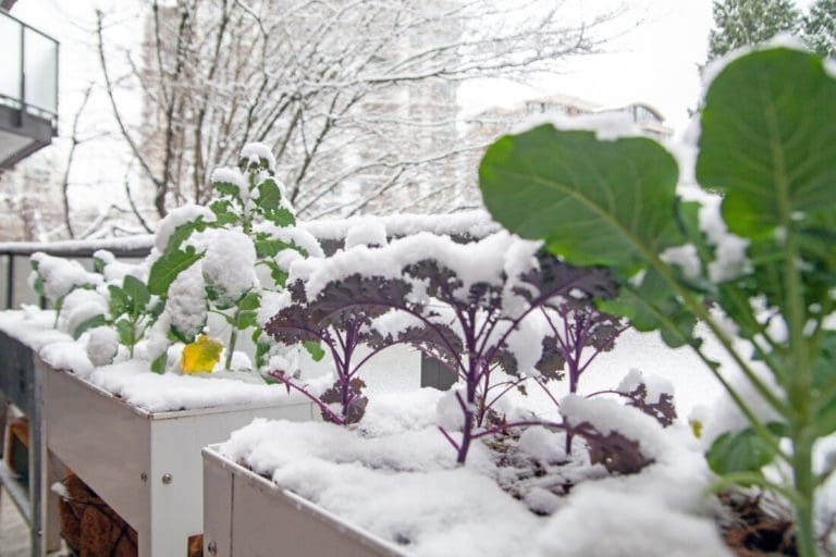 Snow covering raised vegetable beds in a winter garden, with kale and brassicas surviving cold temperatures, showing year-round growing potential
