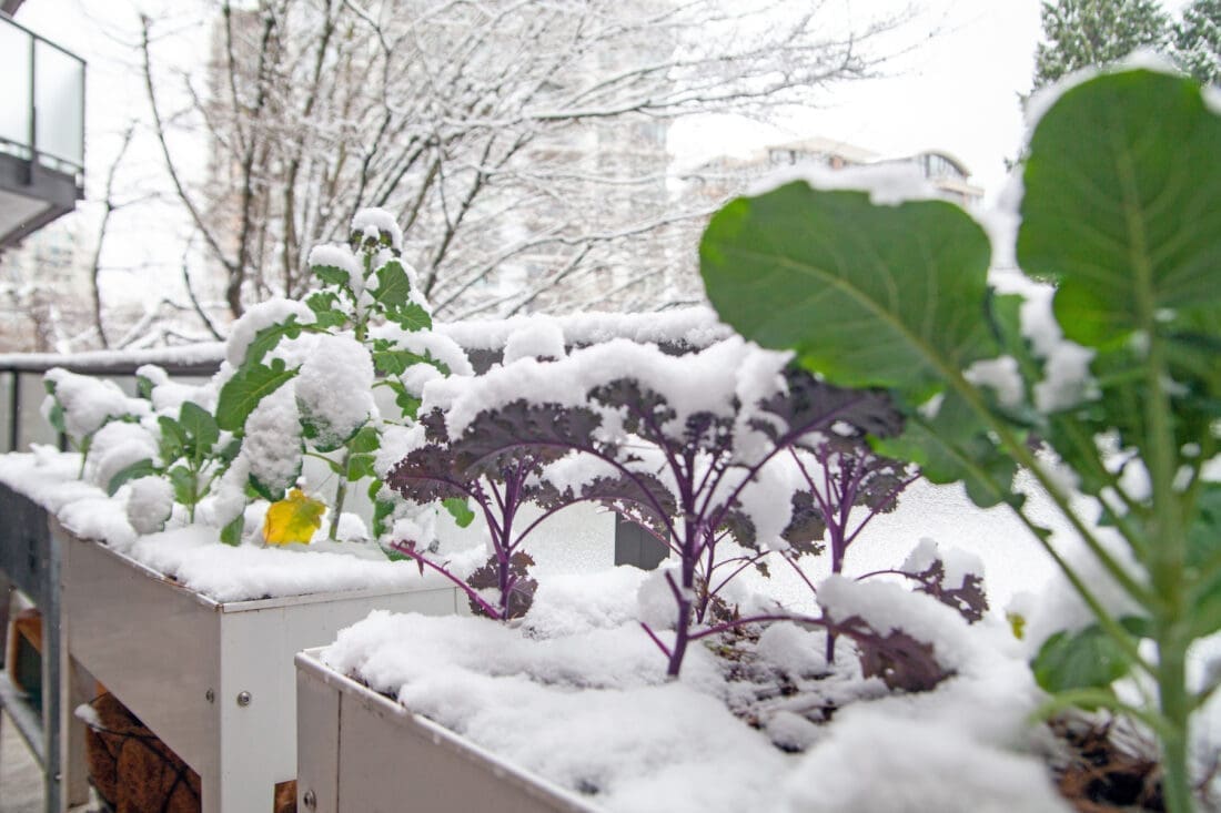 Snow covering raised vegetable beds in a winter garden, with kale and brassicas surviving cold temperatures, showing year-round growing potential
